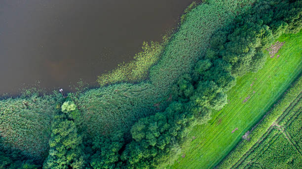 istock Different types of vegetation: Lake, water lilies, reed, trees 1343802296