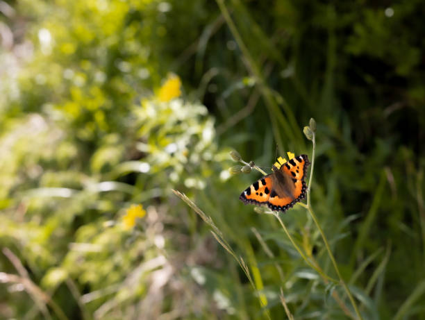 istock Tortoiseshell butterfly 