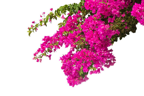 istock Bougainvillea flower isolated on a white background 1343803061