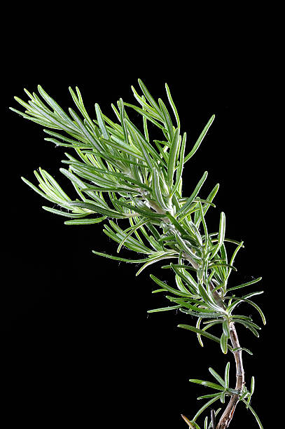 istock branch of rosemary 134380447