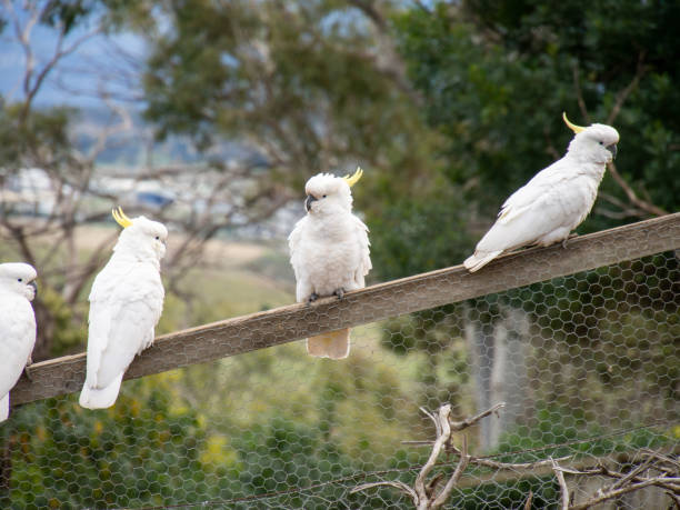 istock A lot of cockatoos 1343808513