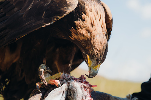 Portrait of a man hunter and his Eagle eating its prey -  an old tradition of eagle hunting in the wilderness area of Tian Shan mountains, Kyrgyzstan