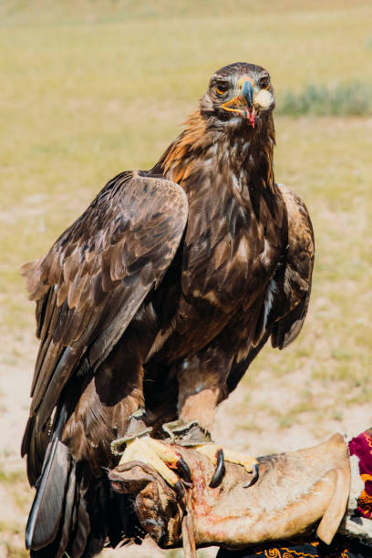 Golden eagle in the mountain