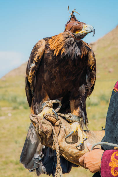 istock Eagle Hunter holding Eagle in the mountains of Central Asia 1343808660