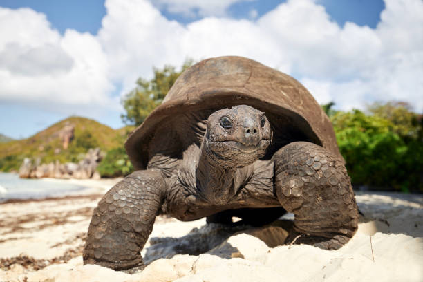 istock Giant tortoise on beach