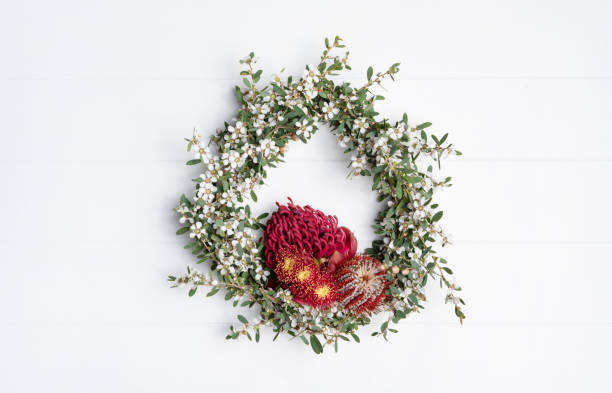 Beautiful Australian native flower wreath. Beautiful Australian native flower wreath, photographed from above, on a white rustic background. Mostly white Tea Tree featuring a Red Waratah, Red Banksia Coccinea and Gum Nut flowers. telopea stock pictures, royalty-free photos & images