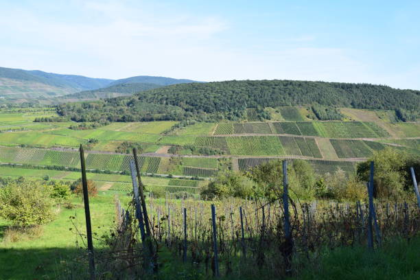 istock vineyards on both sides of the Mosel valley 1343809049