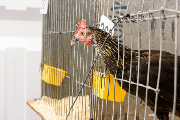 Chicken pokes its head out of a cage at a poultry exhibition Chicken pokes its head out of a cage at a poultry exhibition battery hen stock pictures, royalty-free photos & images