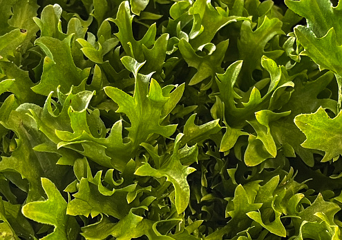 close up of a retail display of a pile of organically grown frisee leaves, for sale at a farmer's market, Long Island, New York