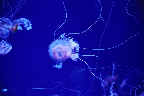 istock Jellyfish floating in the sea 1343810932