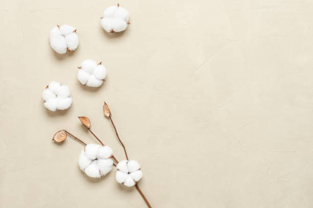istock Cotton flowers on a beige plaster background. Flower composition. Top view, flat lay, copy space. 1343811076