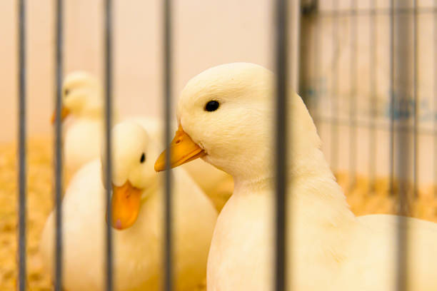Duck, close-up.