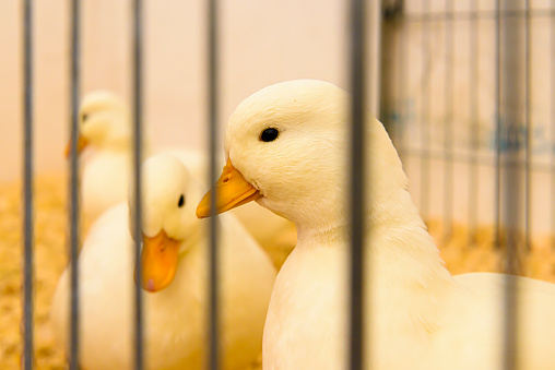 Yellow ducklings in a cage at a poultry exhibition