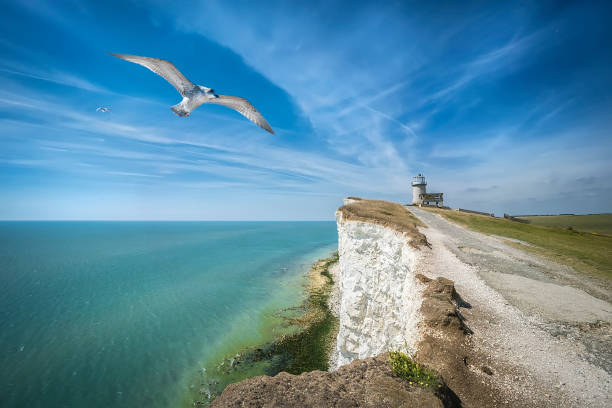 c’est une vue de la mer bleue, du phare de belle tout, des mouettes, de la route du phare, du sussex de l’est, en angleterre. - tout photos et images de collection