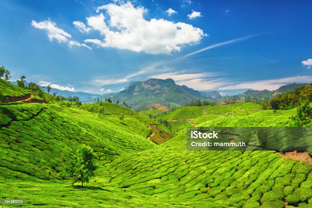 Tea fields in Kerala, India Location: Western Ghat mountains around Munnar Munnar Stock Photo