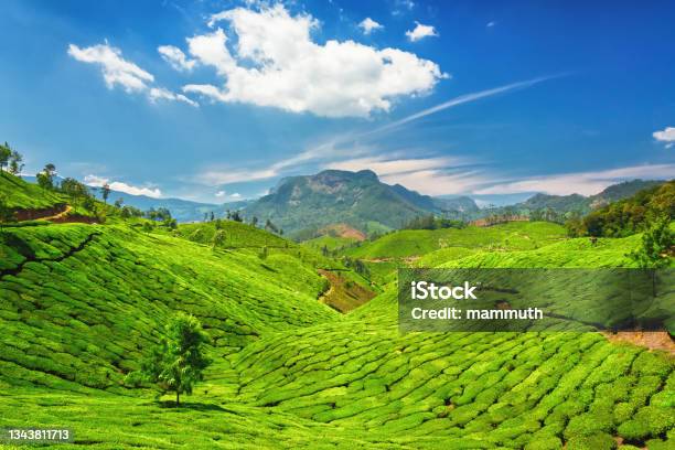 Tea Fields In Kerala India Stock Photo - Download Image Now - Munnar, India, Tea Crop