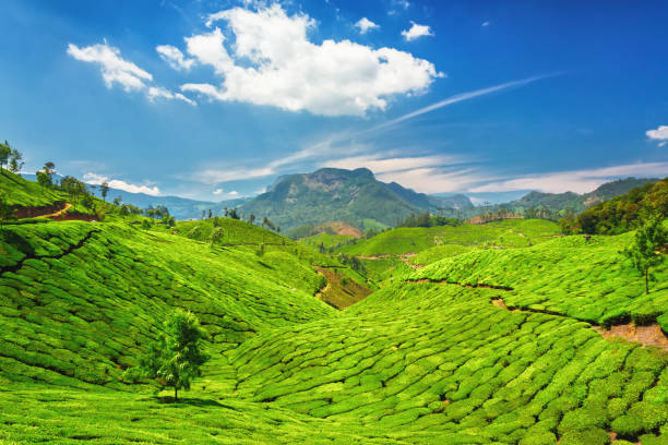 tea fields in kerala, india - munnar imagens e fotografias de stock