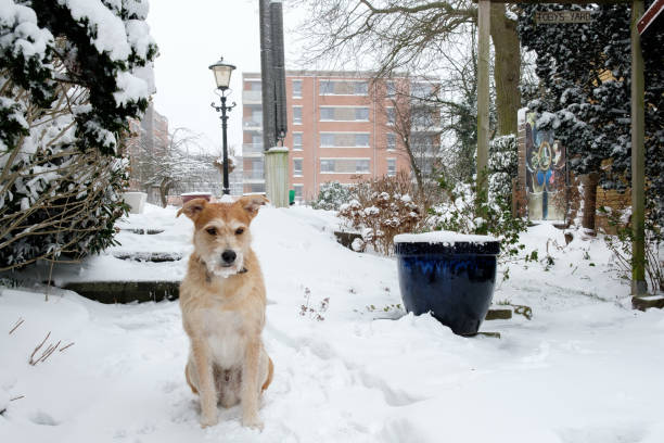 istock brown dog sits in snow 1343814982