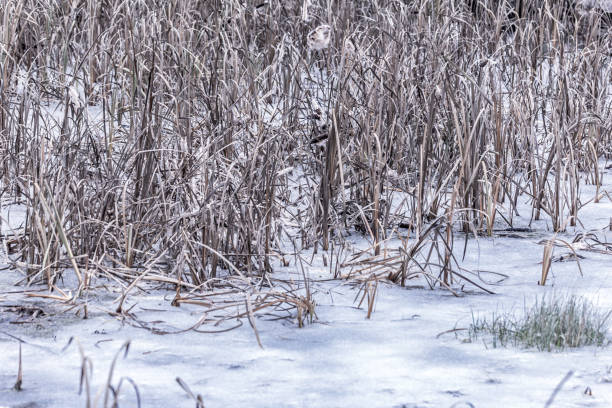 Dry grass covered in frost during winter