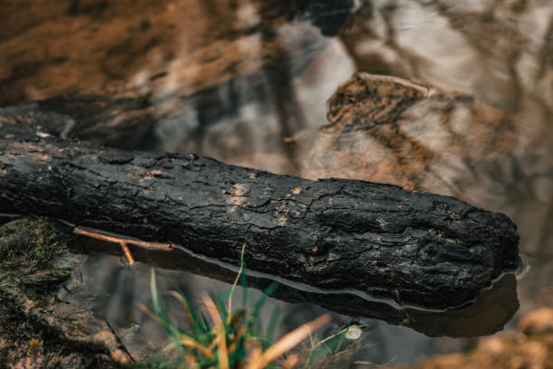 a branch in close-up floating on the water