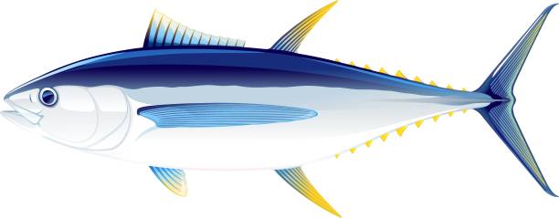 bigeyetuna_fish_isolated_illustration - yellowfin tuna obrazy stock illustrations