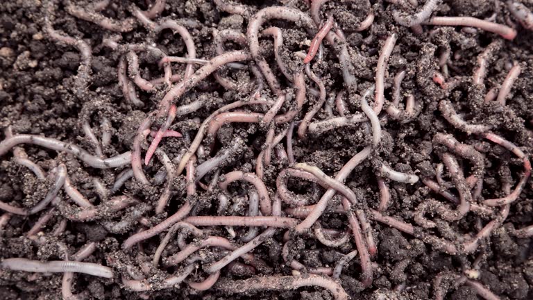 Earthworms are actively crawling on fertilized soil on the farm in close-up.