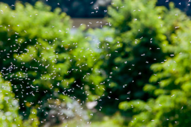 istock Group of mayfly flying​. Flying Ephemeroptera 1343818880