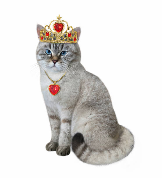 istock Cat ash wears diadem 1343826130