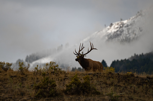 Elk bull male resting on hay with a blur forest background in its environment and habitat, displaying large antlers and brown coat fur. Red Deer Photo.