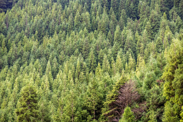 Japanese cedar (Cryptomeria japonica) is a popular tree for industrial tree farming on the Portuguese Azorean Island San Miguel in the middle of the North Atlantic Ocean.