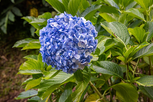 Hydragea flower. Hydrangea changeable large-leaved Garden French wild-growing bush.