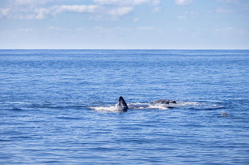 Group of sperm whales protecting a female which is giving birth to a calf (baby whale). This is common behavior of the whales in the ocean outside the city Ponta Delgada which is the main town on the Portuguese Azorean Island San Miguel in the middle of the North Atlantic Ocean.