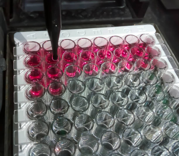 istock Enzyme-linked immunosorbent assay (ELISA) plate, Immunology or serology testing method in medical laboratory 1343831940