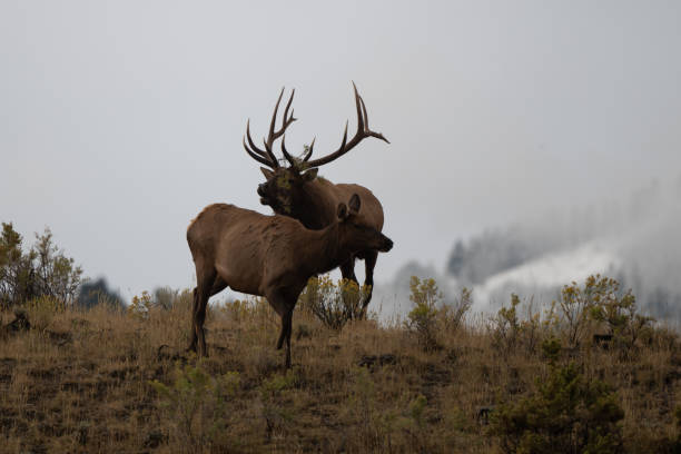 istock Elk bull (7 by 7) bugling toward his cow herd to keep them close 1343832299