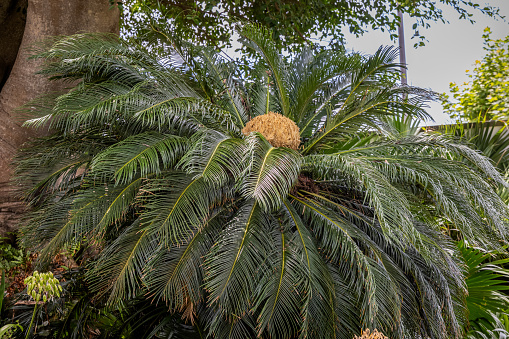 The Japanese sago palm is not a palm at all but kind of an ancestor to the common coniferous trees. They are very popular in the city Ponta Delgada which is the main town on the Portuguese Azorean Island San Miguel in the middle of the North Atlantic Ocean.