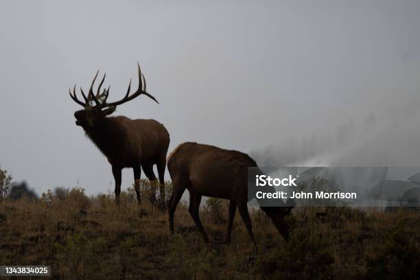 Elk Bull Bugling Toward His Cow Herd To Keep Them Close Stock Photo - Download Image Now