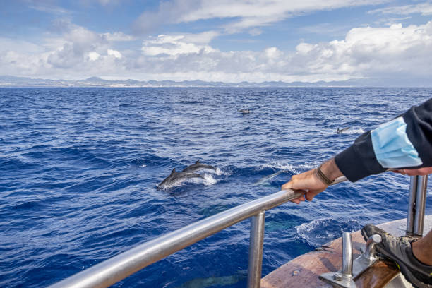 istock Spotted dolphins seen from a whale watching boat 1343834561