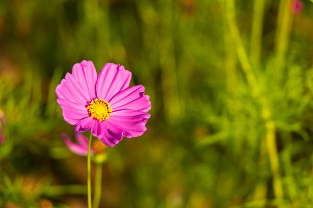 istock Beautiful pink color cosmos (Mexican aster) flower background 1343834754