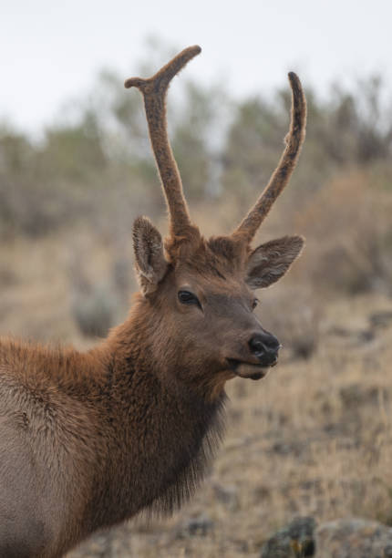 istock Juvenile (spike) bull elk headshot 1343837805