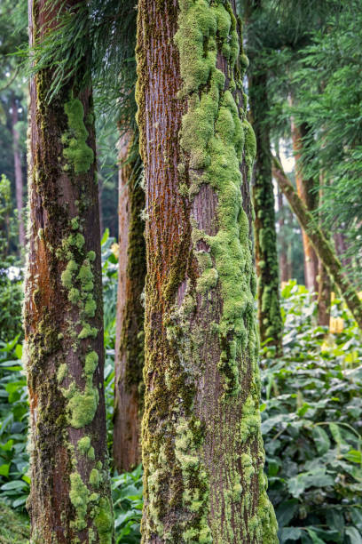 istock Japanese cedar trees with moss and lichen 1343839352