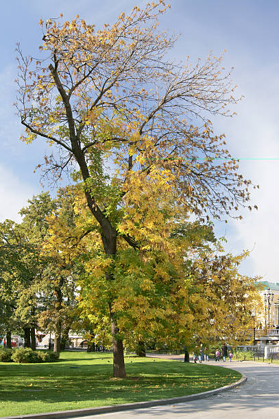 istock Autumn in the Alexander Gardens 134383983
