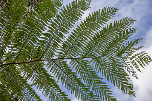 The fern palm or palm fern is a fern and actually not a palm tree, even as it looks like one. It is a popular tree on the Portuguese Azorean Islands in the center of the North Atlantic Ocean even as it originates from New Zealand