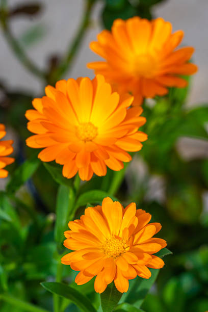 Bright orange calendula flowers in a summer garden on a sunny day closeup Bright orange calendula flowers in a summer garden on a sunny day closeup in autumn pot marigold stock pictures, royalty-free photos & images