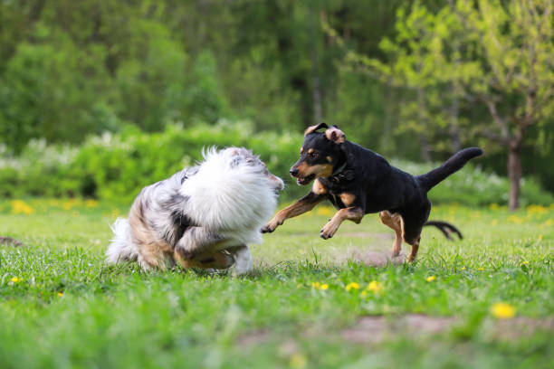 istock Three dogs playing on a large dog park. 1343840541