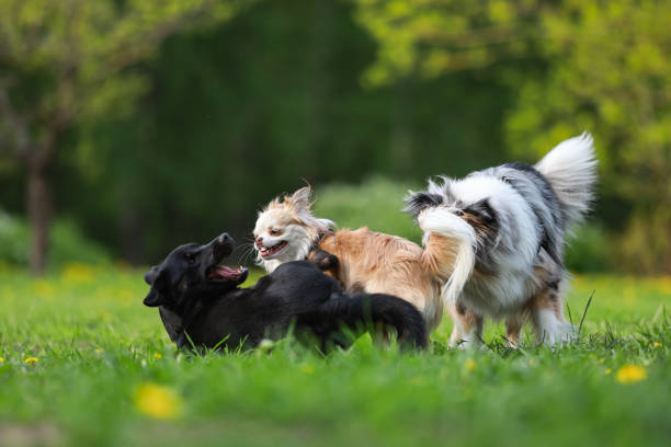 istock Three dogs playing on a large dog park. 1343840566