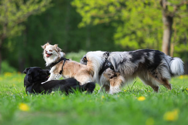 istock Three dogs playing on a large dog park. 1343840588
