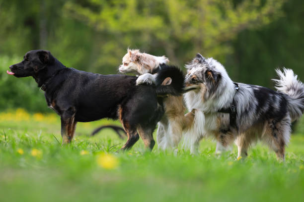 istock Three dogs playing on a large dog park. 1343840642