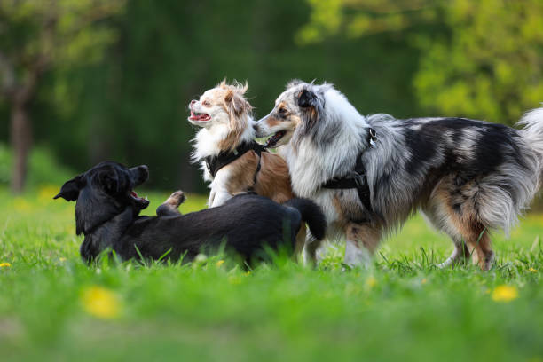 istock Three dogs playing on a large dog park. 1343840653
