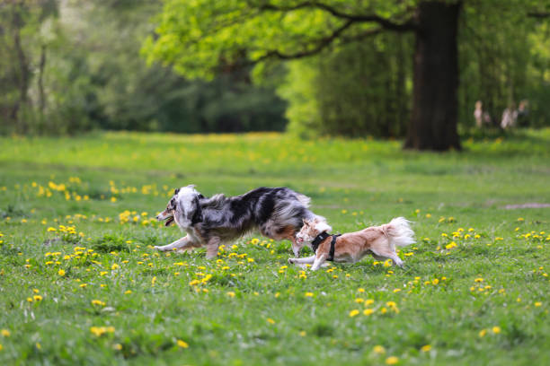 istock Two fluffy dogs running in dog park. 1343840767