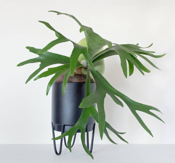 Maturing Staghorn Fern in Black Container Staghorn or Elkhorn Fern, Platycerium, with maturing fronds in black decorative container isolated on white background. platycerium bifurcatum stock pictures, royalty-free photos & images
